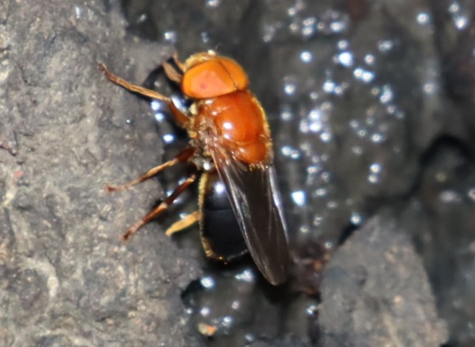 スズキベッコウハナアブ_No7のクヌギ_クワガタ達のオアシス_2023年7月10日19時20分 気温30.8度